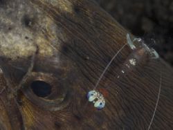 'Night shift (3/1)' from Lembeh. Taken with Olympus E-20 ... by Istvan Juhasz 